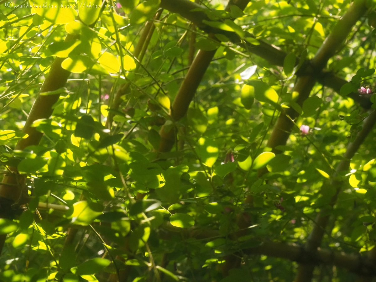 向島百花園のハギのトンネル - 06