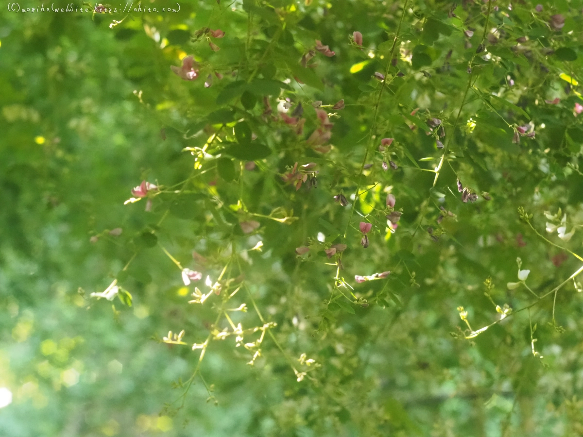 向島百花園のハギのトンネル - 07