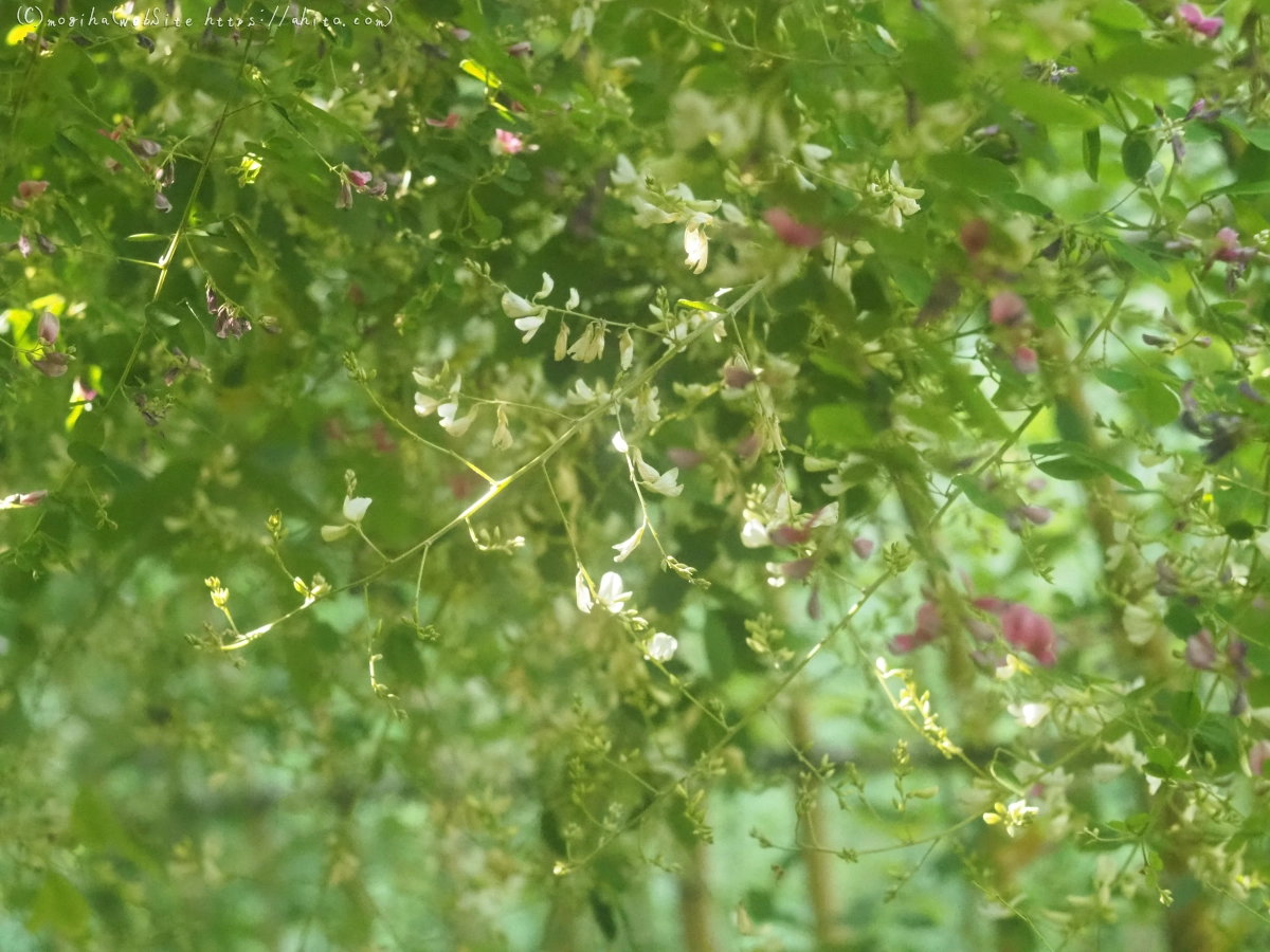 向島百花園のハギのトンネル - 08