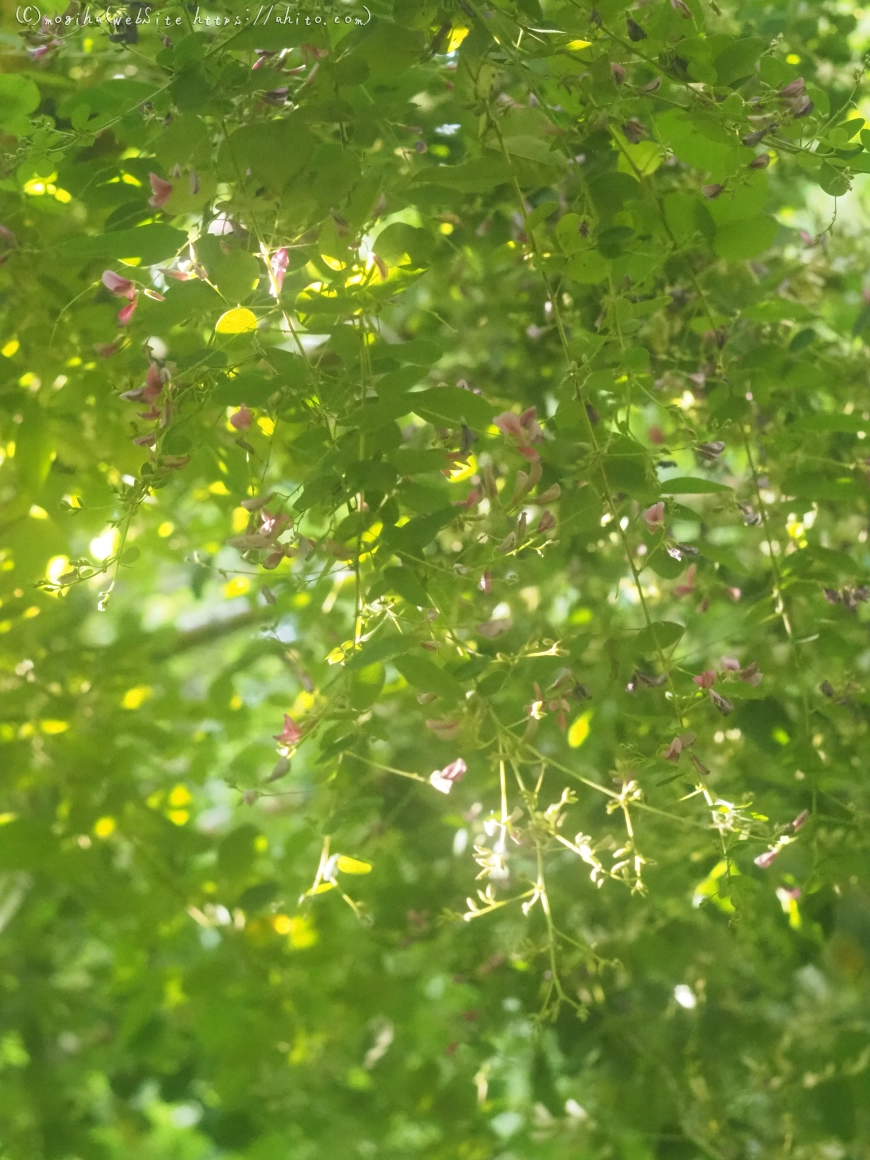 向島百花園のハギのトンネル - 09