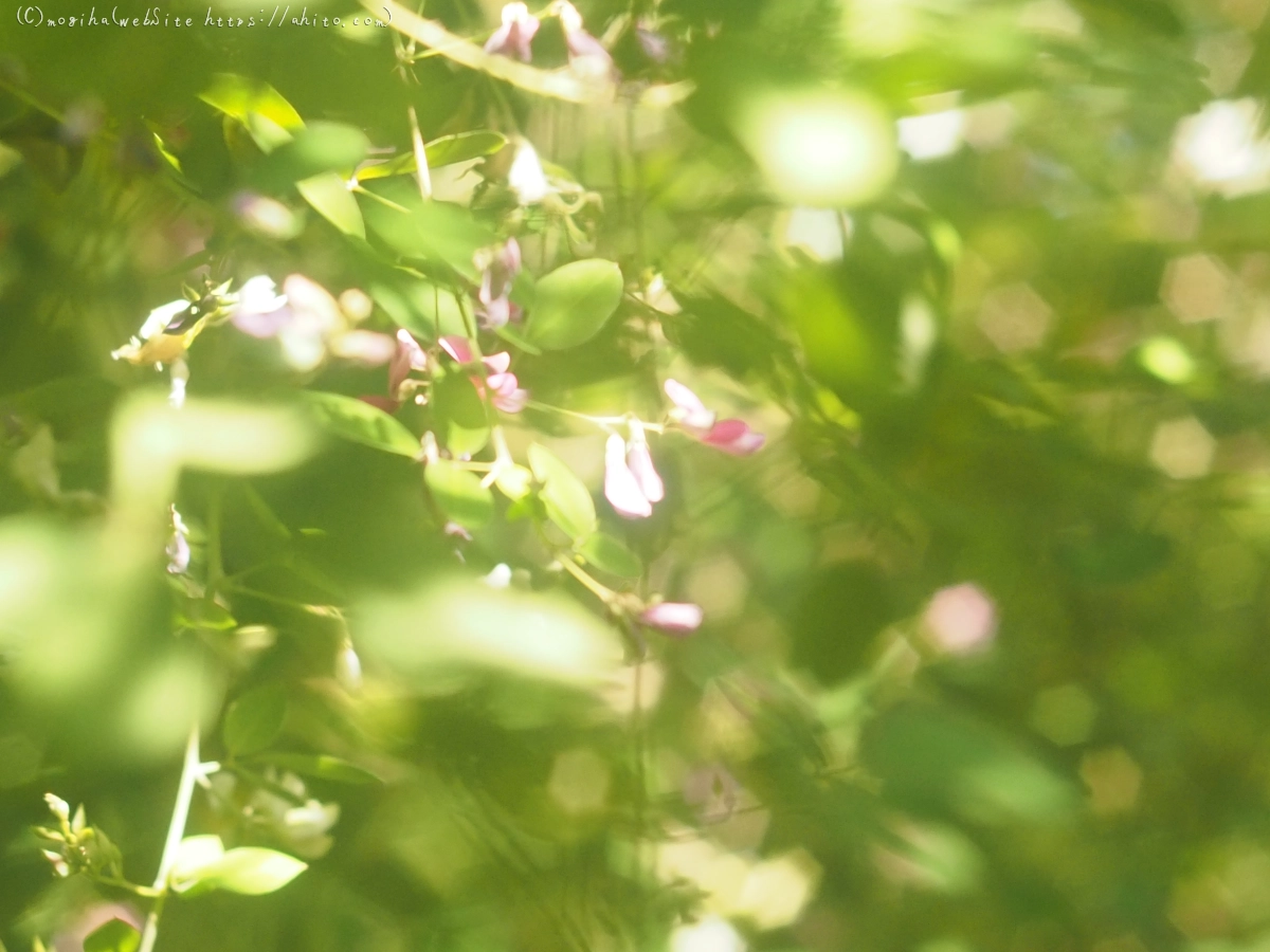 向島百花園のハギのトンネル - 12