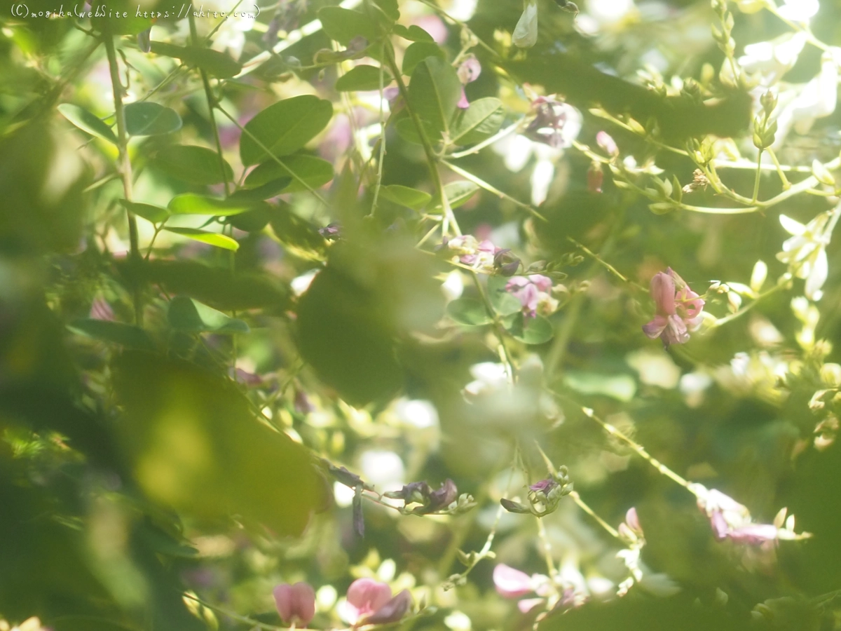 向島百花園のハギのトンネル - 19