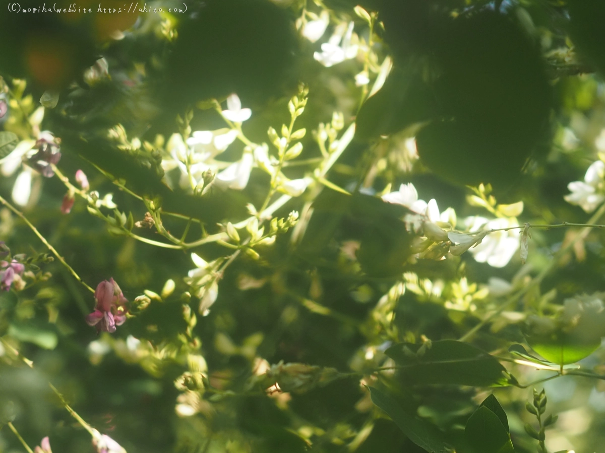 向島百花園のハギのトンネル - 20