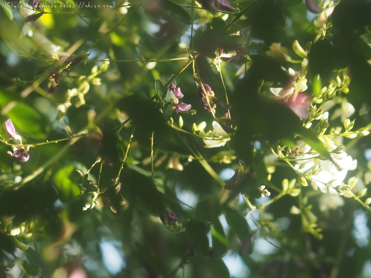 向島百花園のハギのトンネル - 22