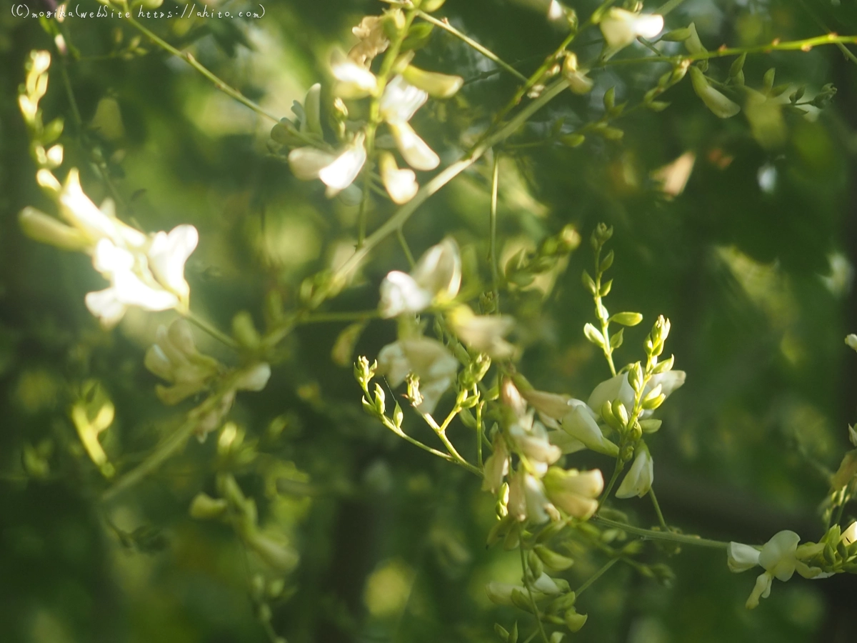 向島百花園のハギのトンネル - 23