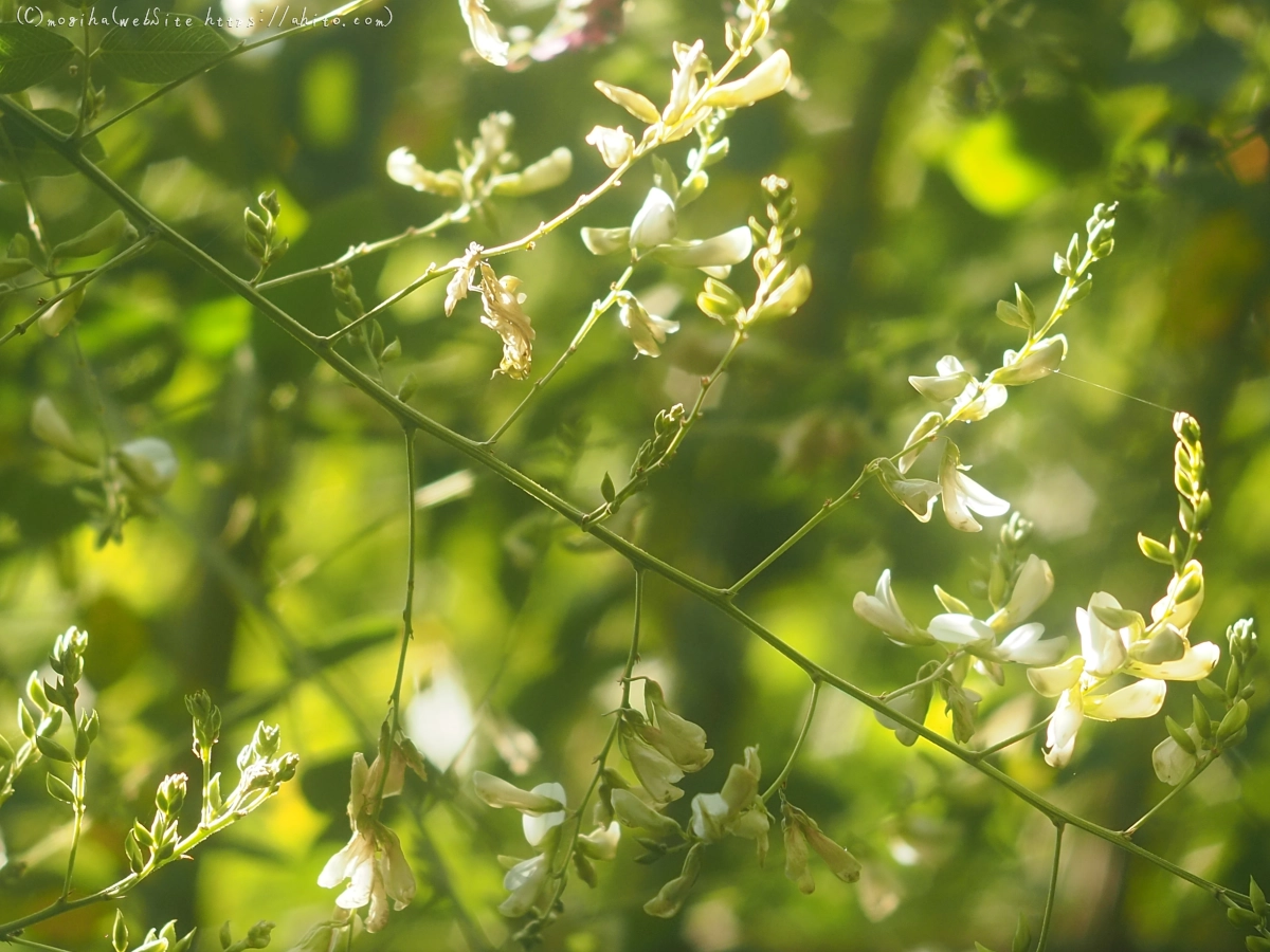 向島百花園のハギのトンネル - 24