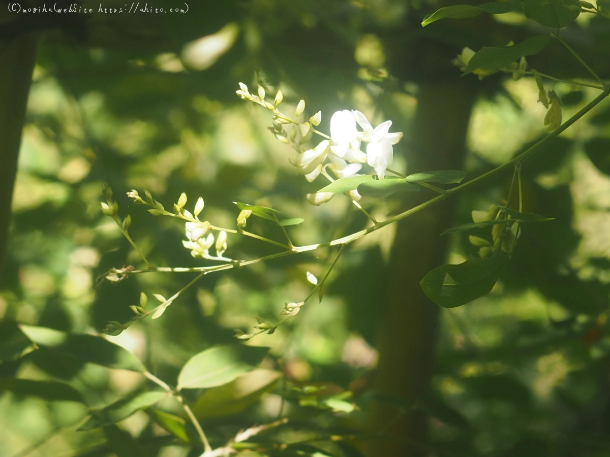 向島百花園のハギのトンネル - 25