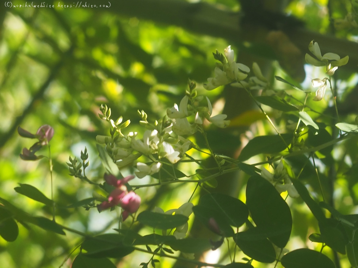 向島百花園のハギのトンネル - 26