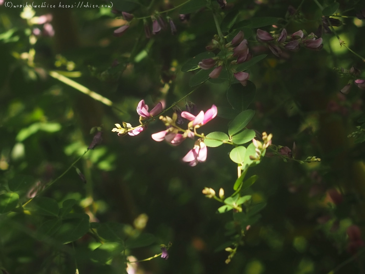 向島百花園のハギのトンネル - 27