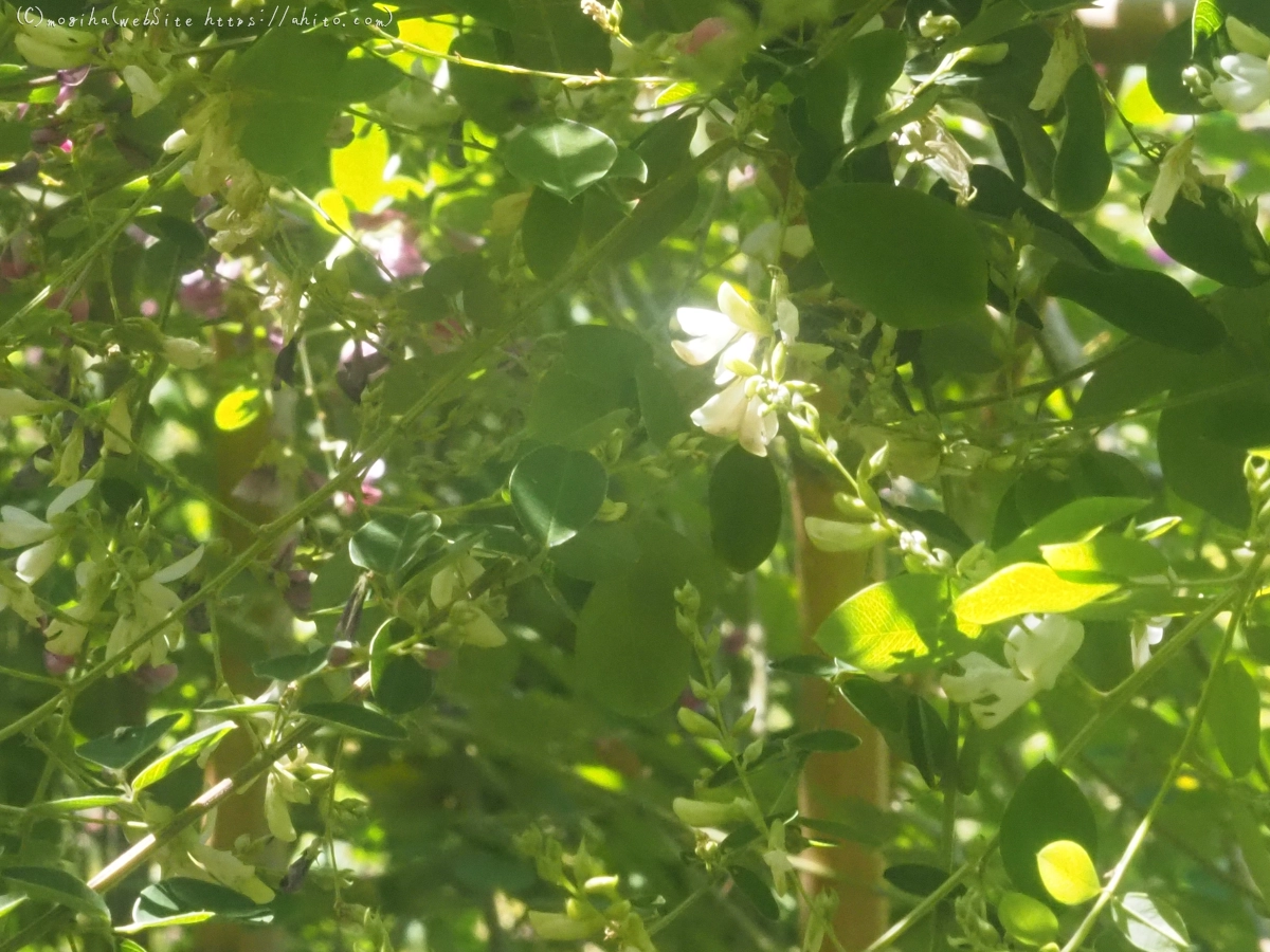 向島百花園のハギのトンネル - 28