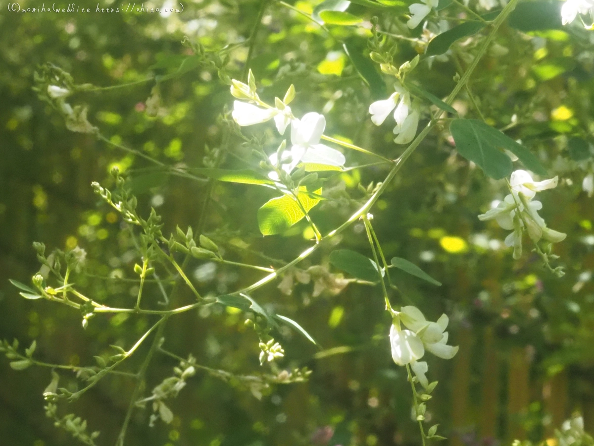 向島百花園のハギのトンネル - 29