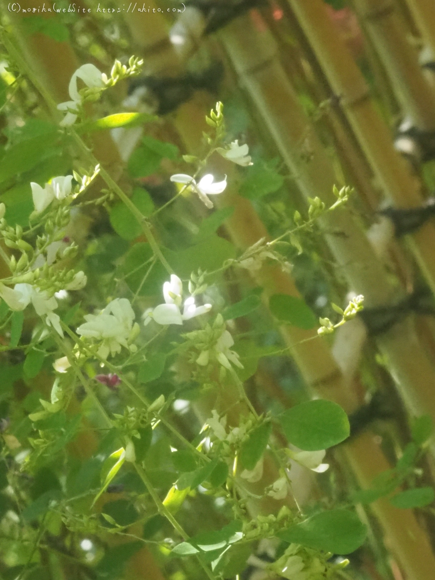 向島百花園のハギのトンネル - 30