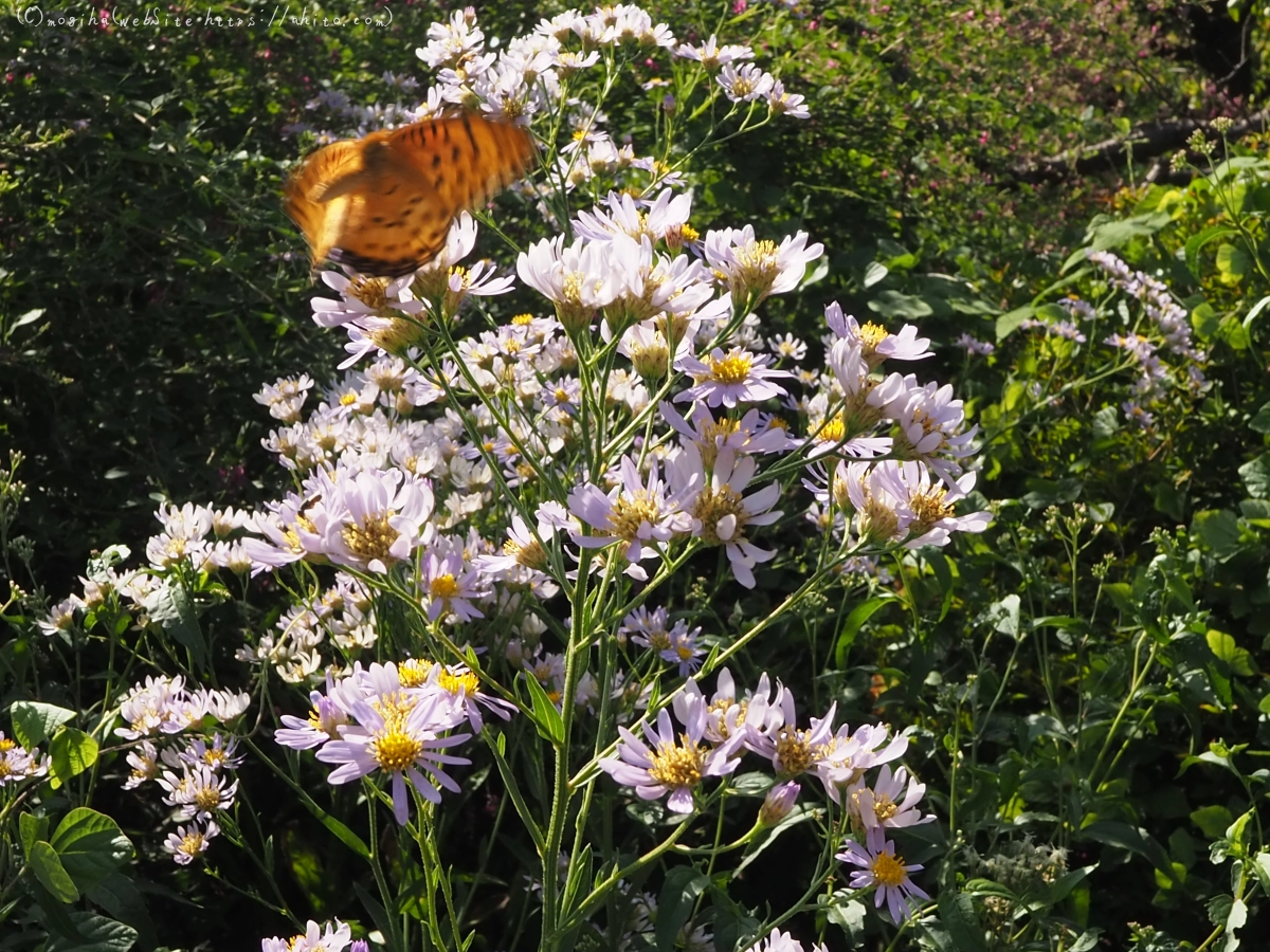 向島百花園のハギのトンネル・２ - 02