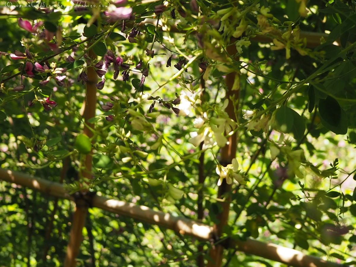 向島百花園のハギのトンネル・２ - 03