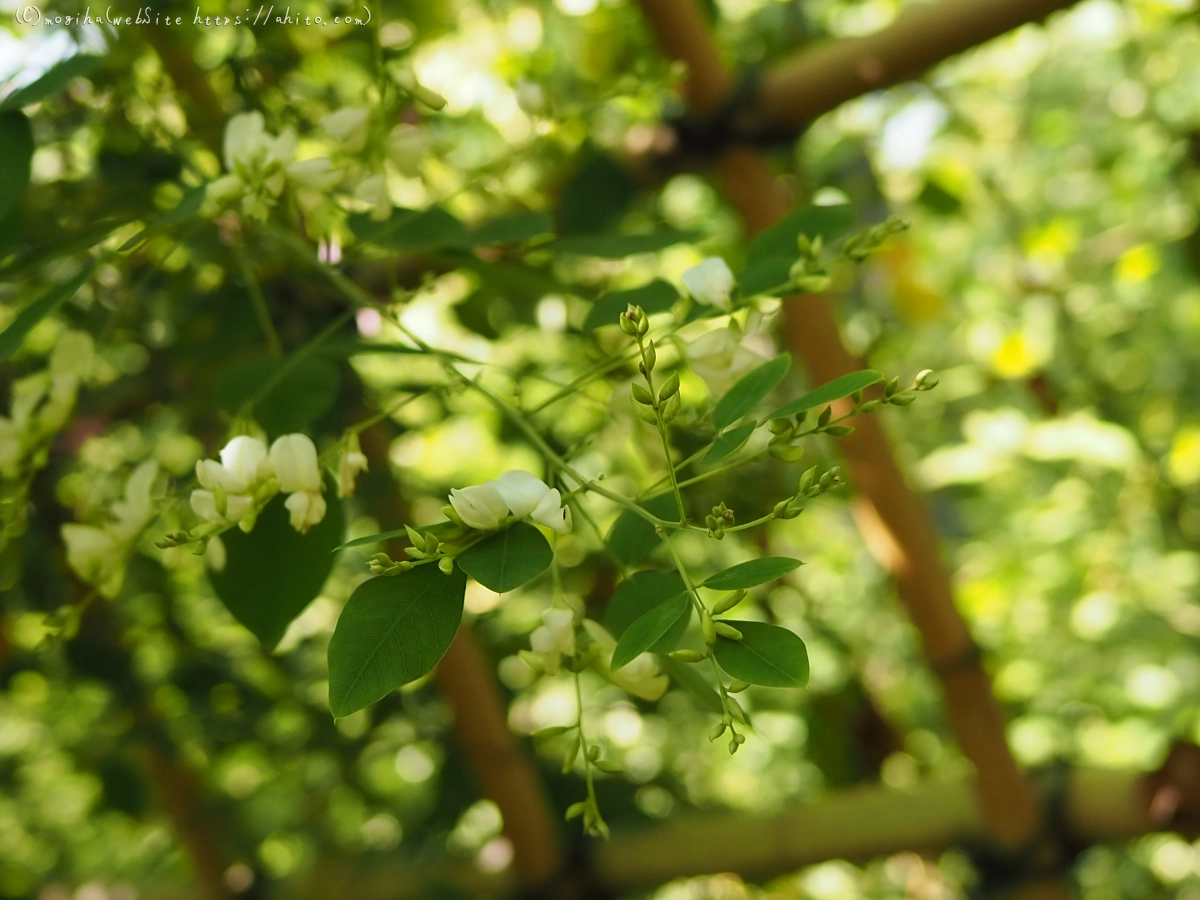 向島百花園のハギのトンネル・２ - 14