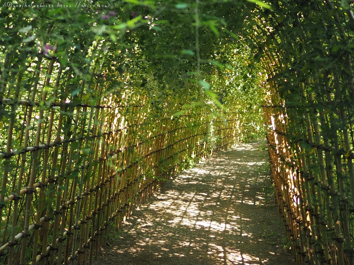 向島百花園のハギのトンネル・２ - 25