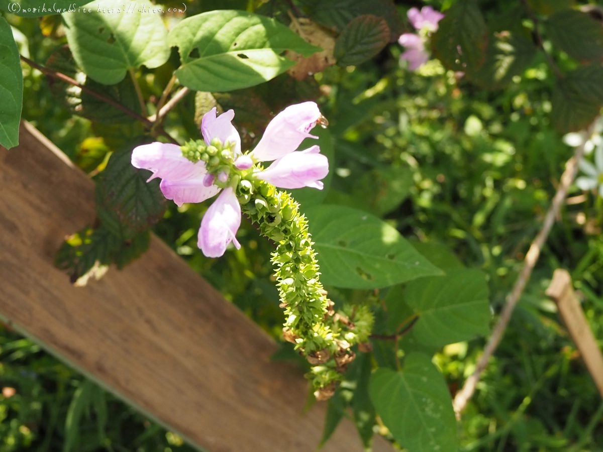 向島百花園のハギのトンネル・２ - 31