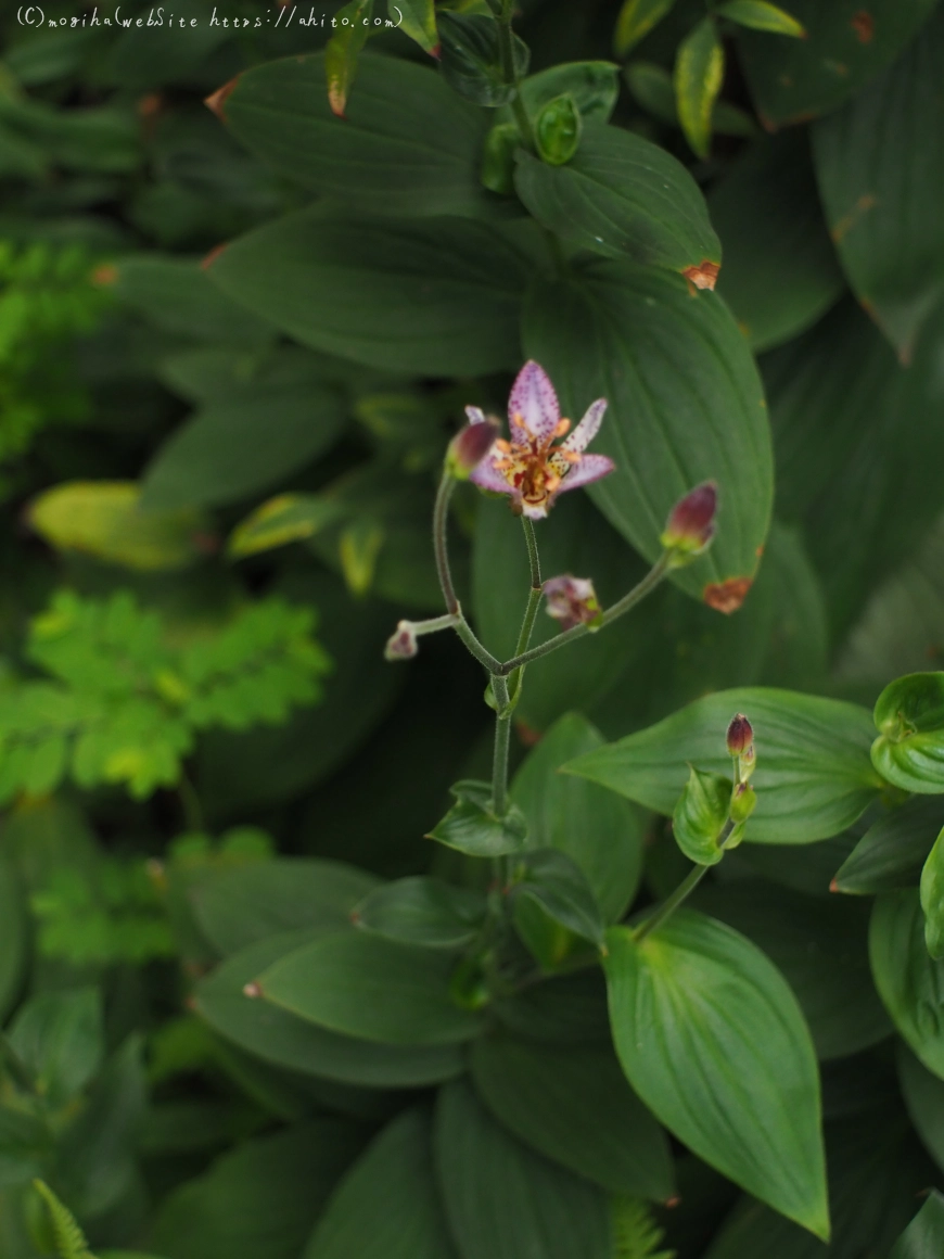 秋の花集