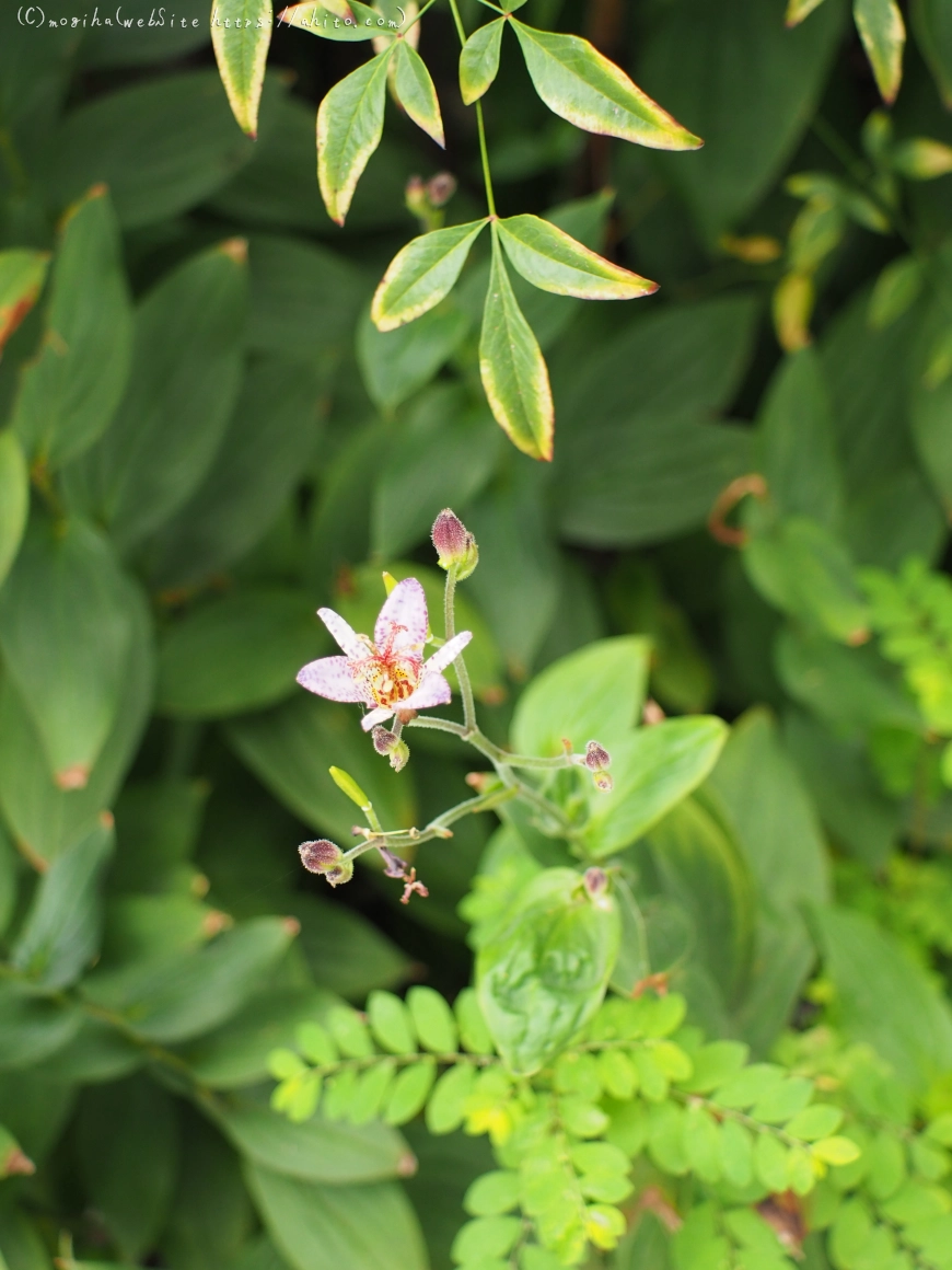 秋の花集