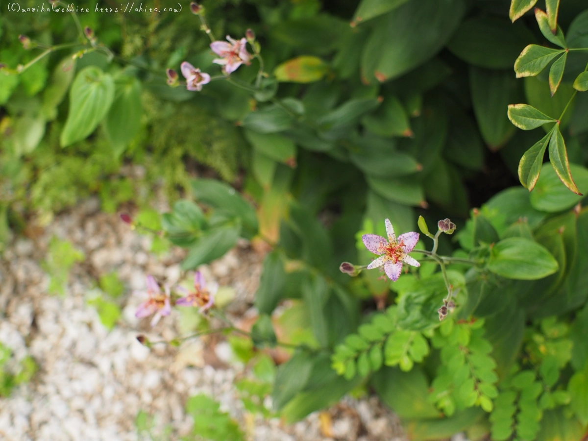 秋の花集