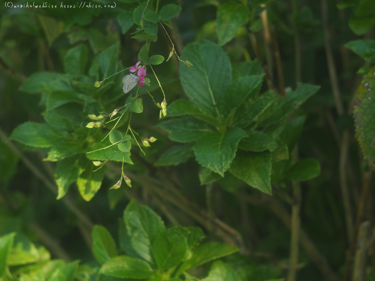 秋の花集