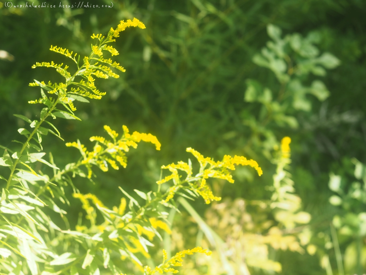 秋の花集