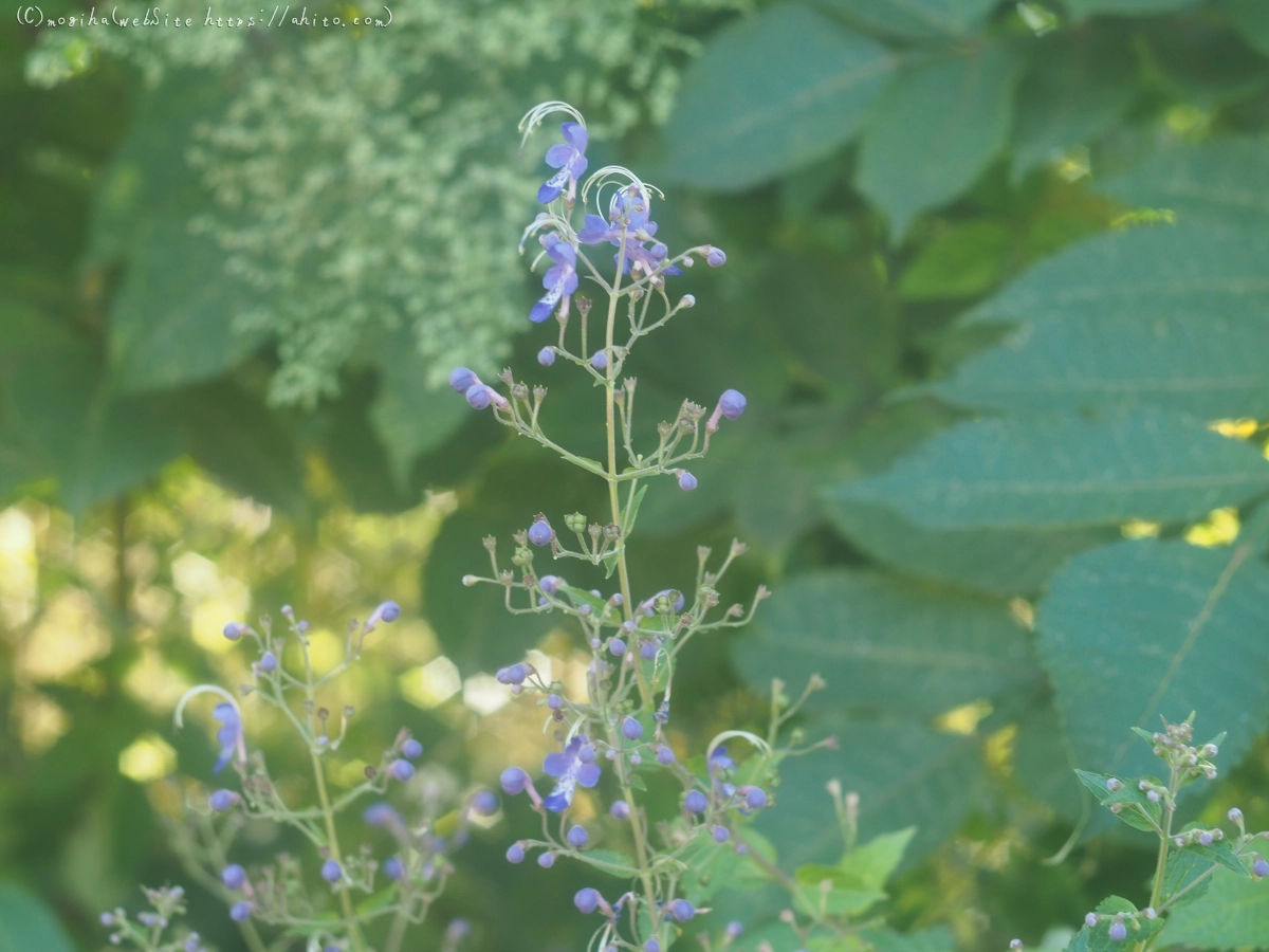 秋の花集