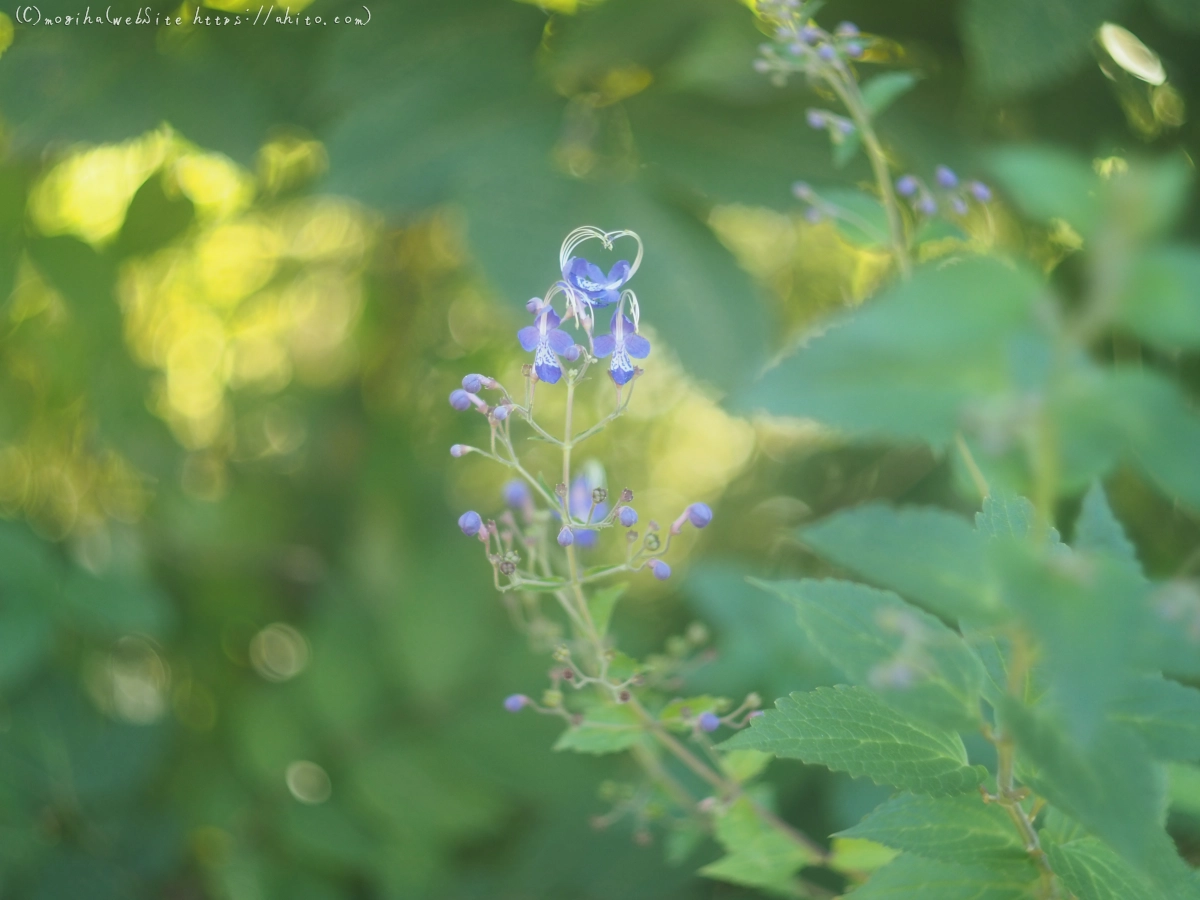 秋の花集