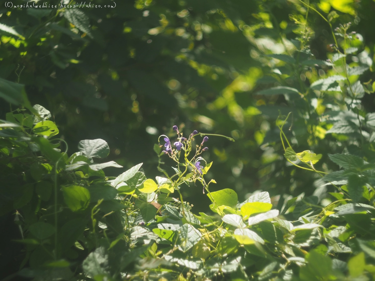 秋の花集