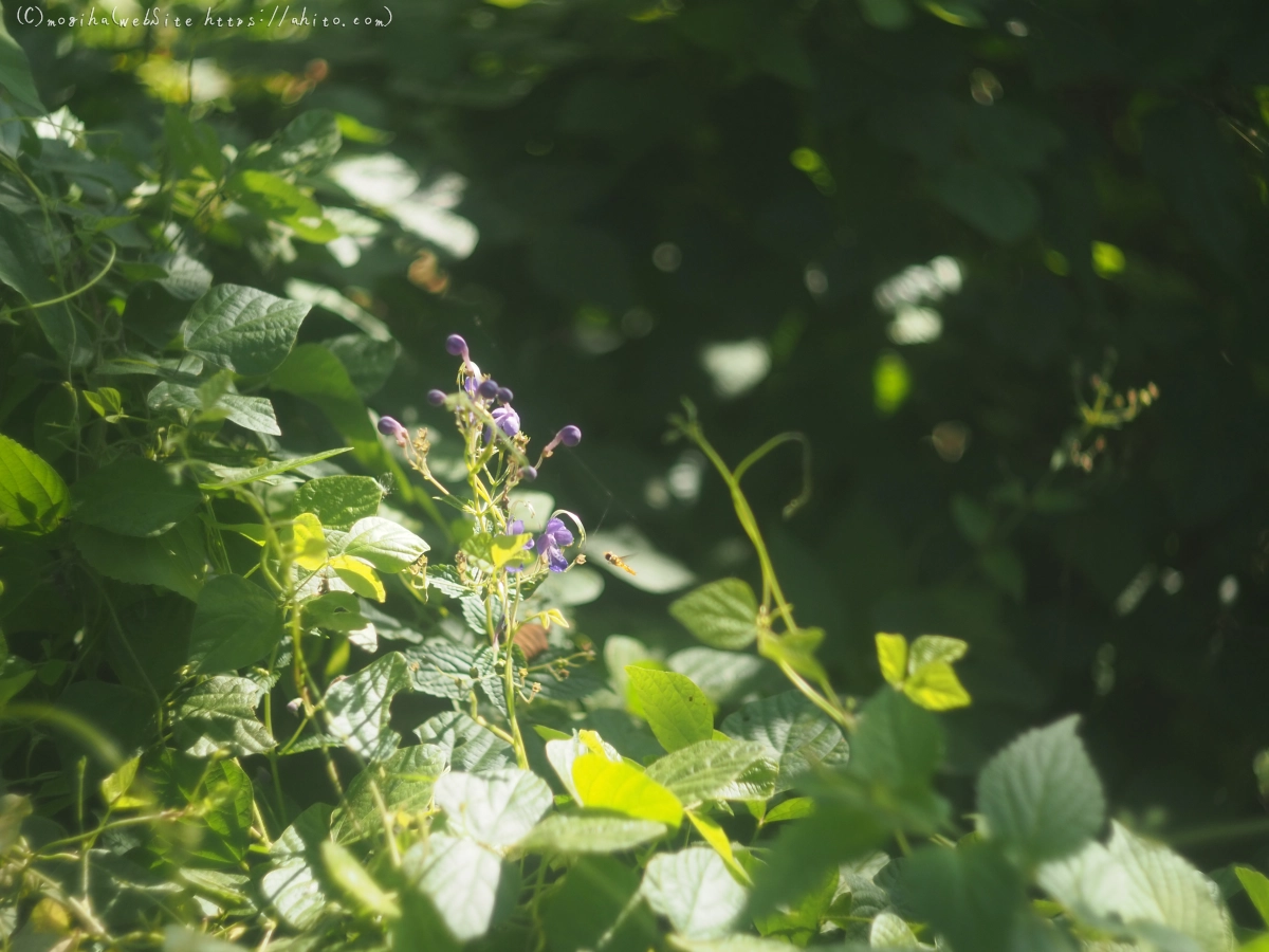 秋の花集