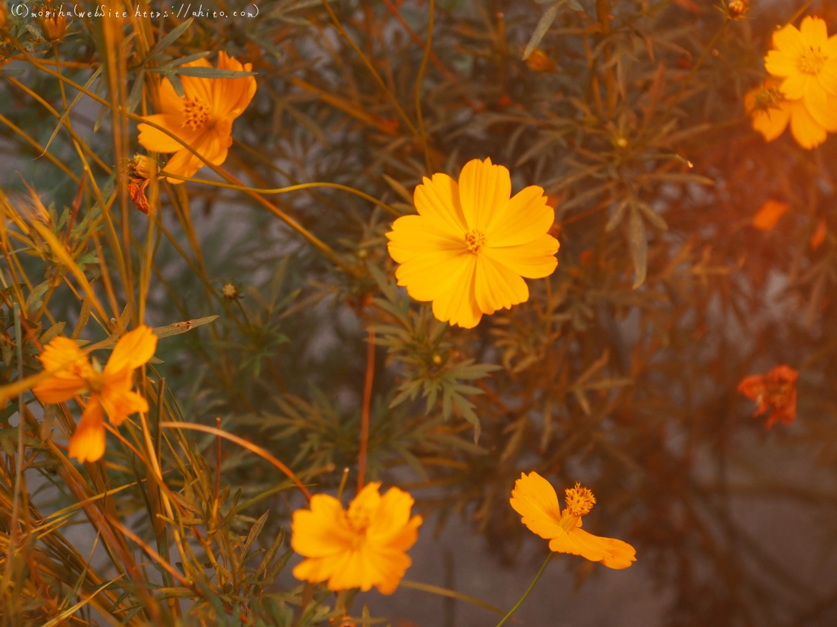 秋の花集