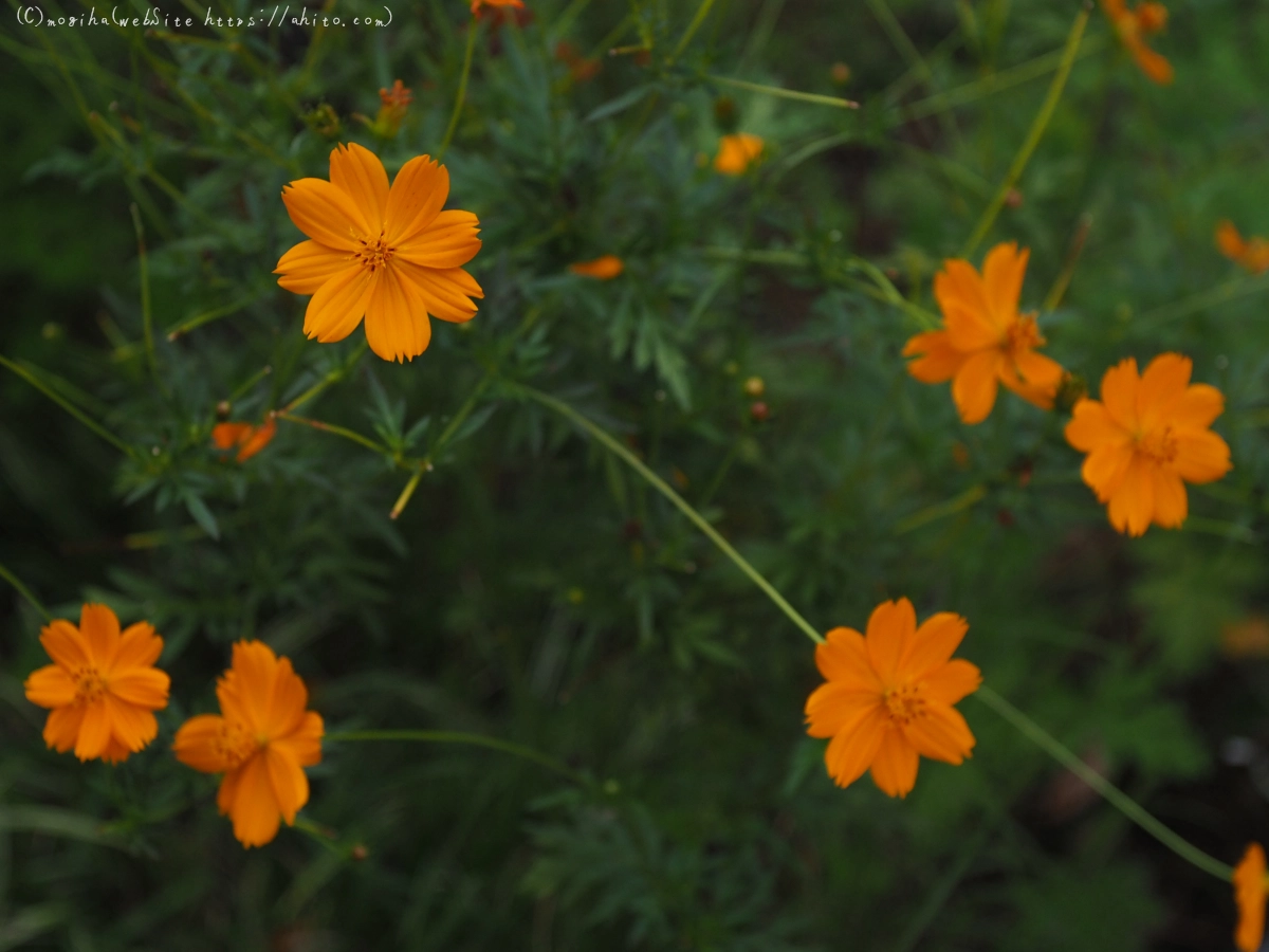 秋の花集