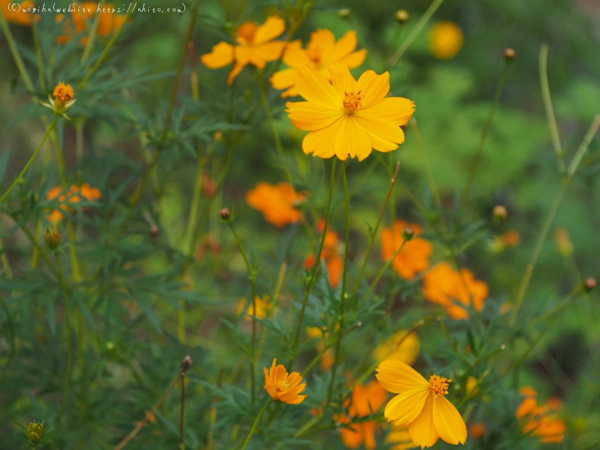 秋の花集