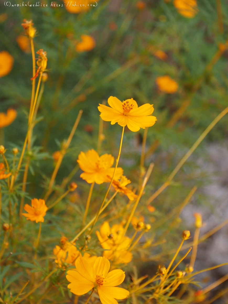 秋の花集