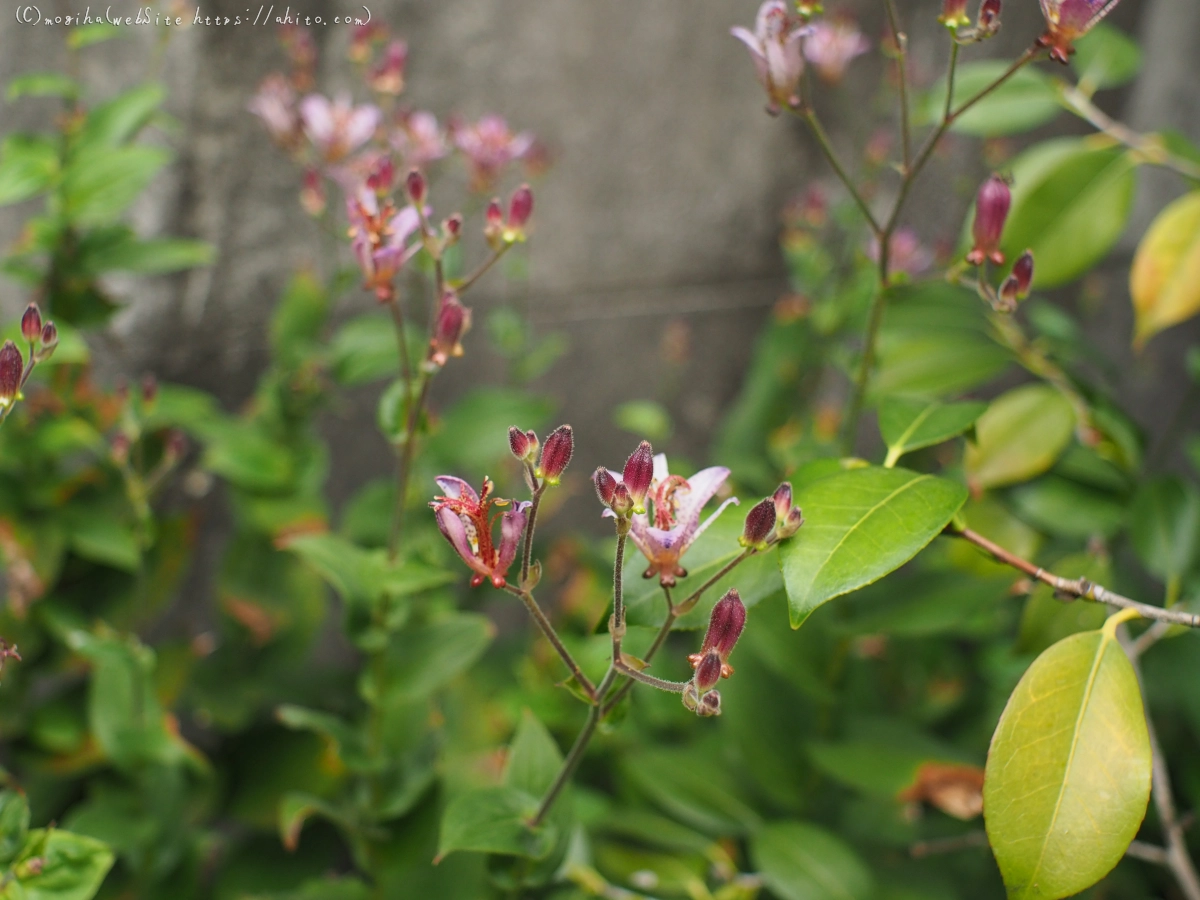 秋の花集