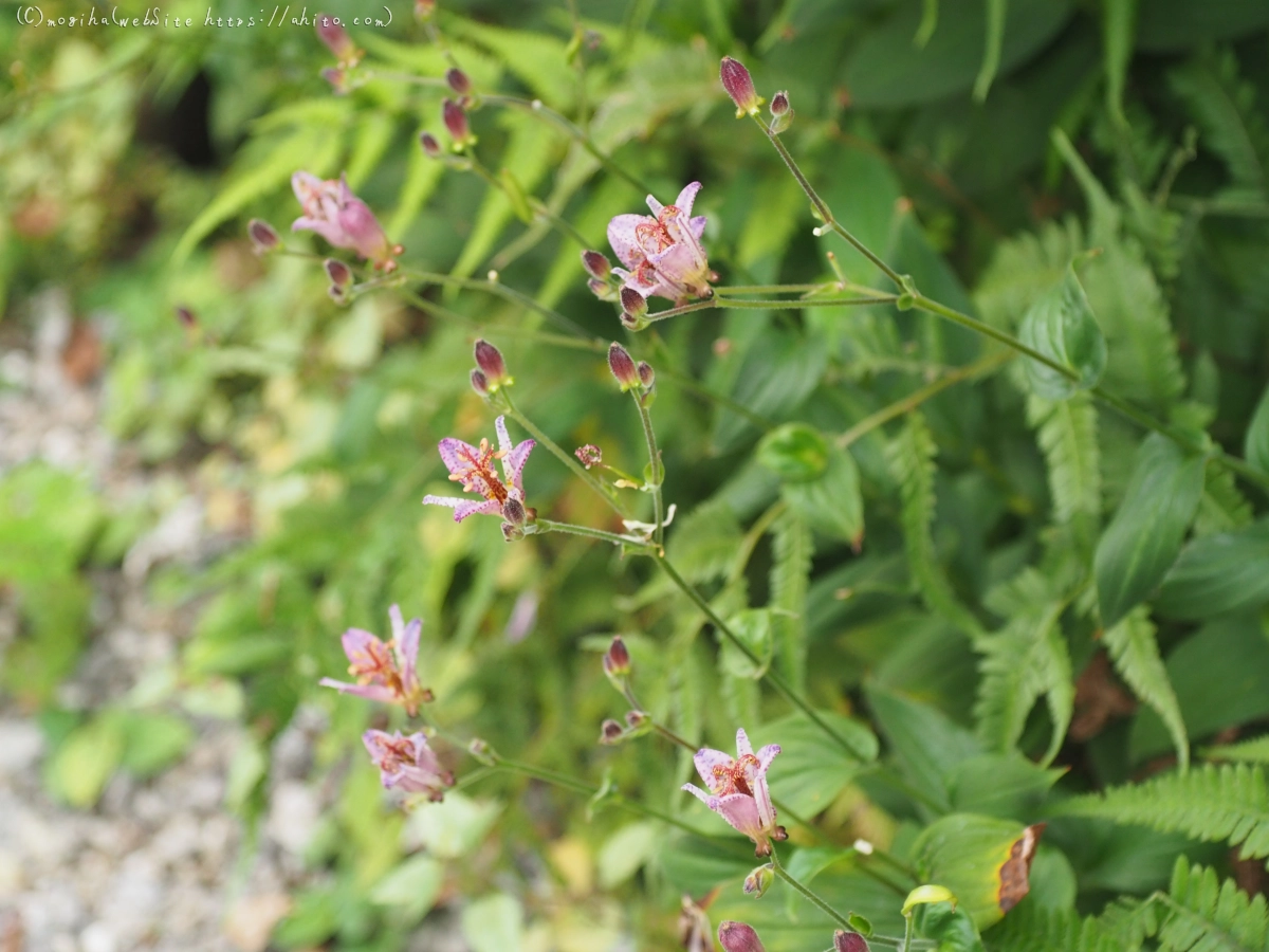 秋の花集