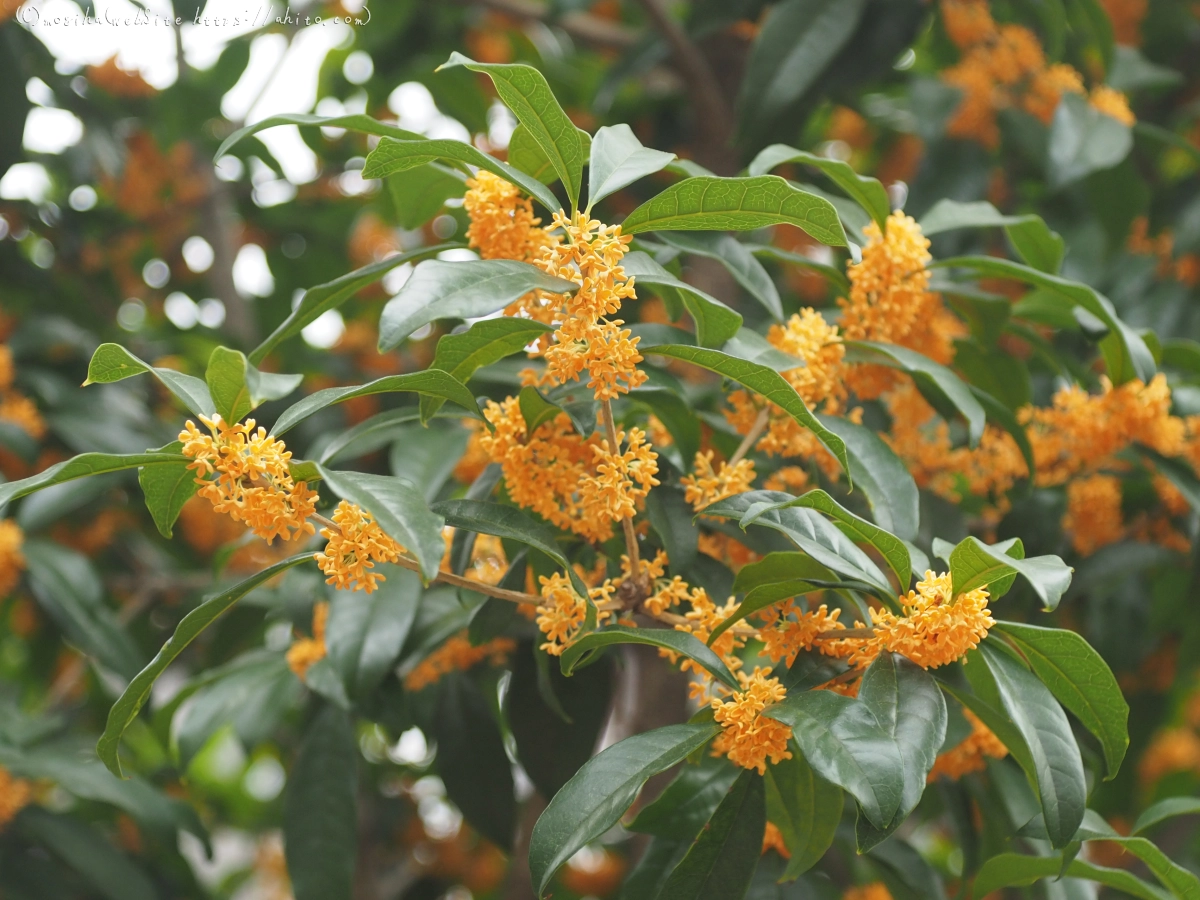 秋の花集