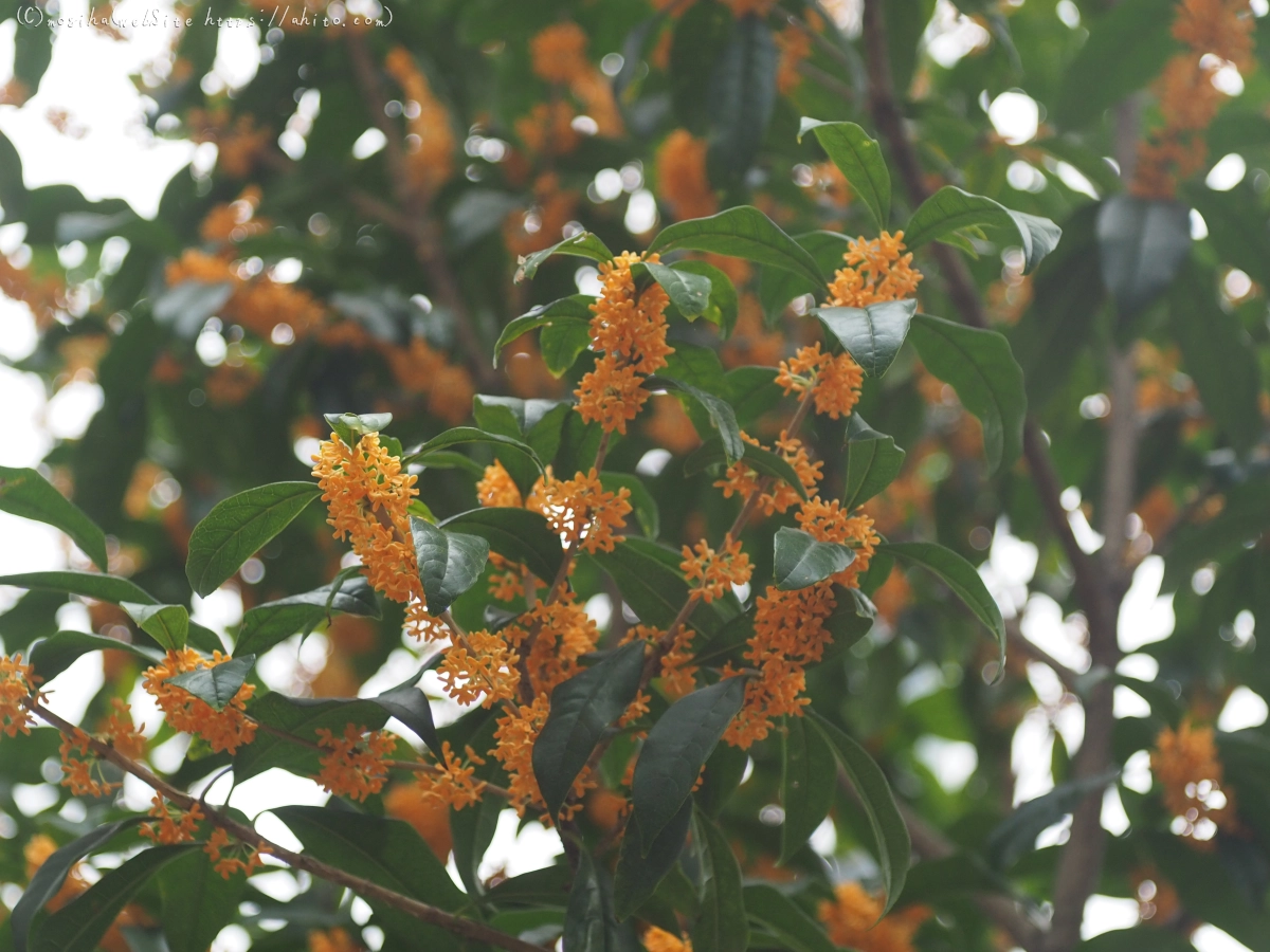 秋の花集