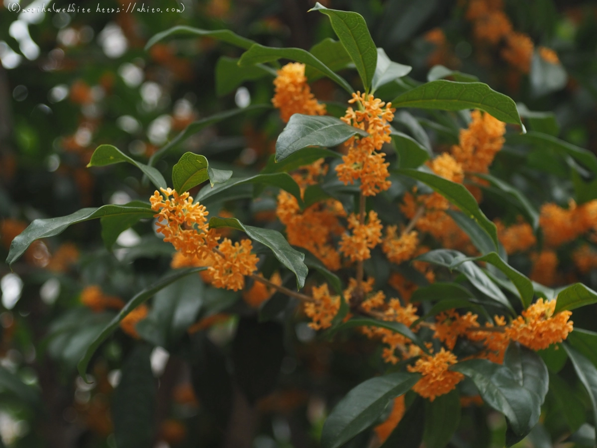 秋の花集