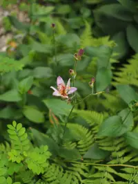 秋の花集のイメージ画像