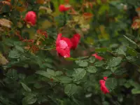 古河庭園の薔薇のイメージ画像