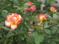 芝浦中央公園の薔薇園