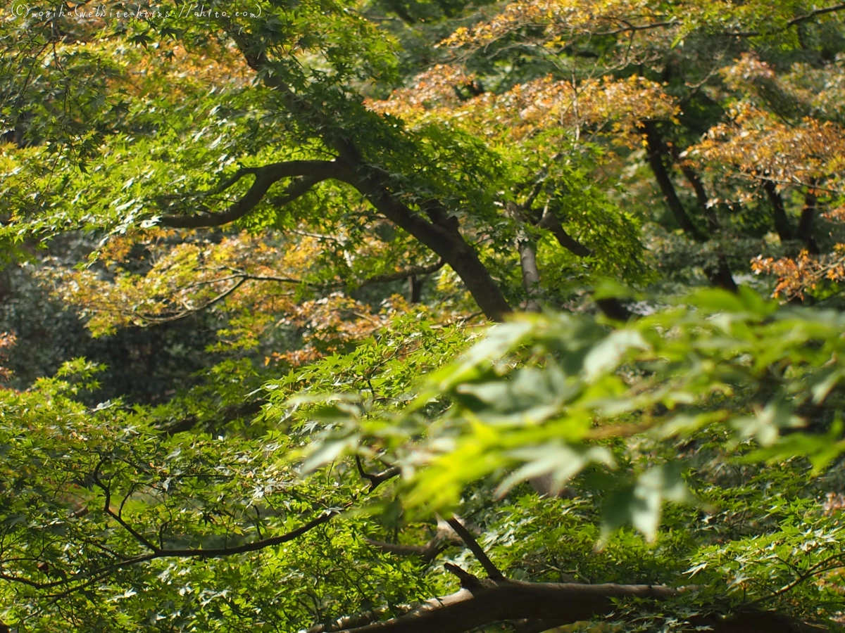 お寺ともみじ - 02