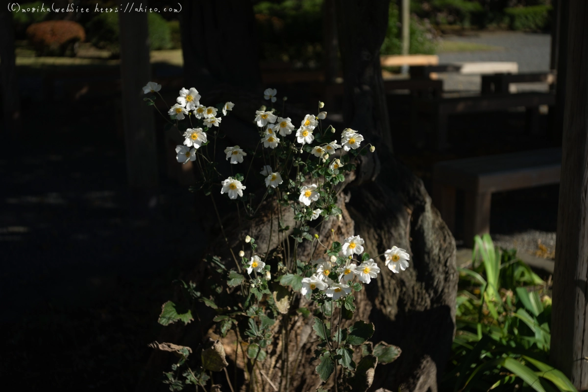 旧芝離宮恩賜庭園 - 02