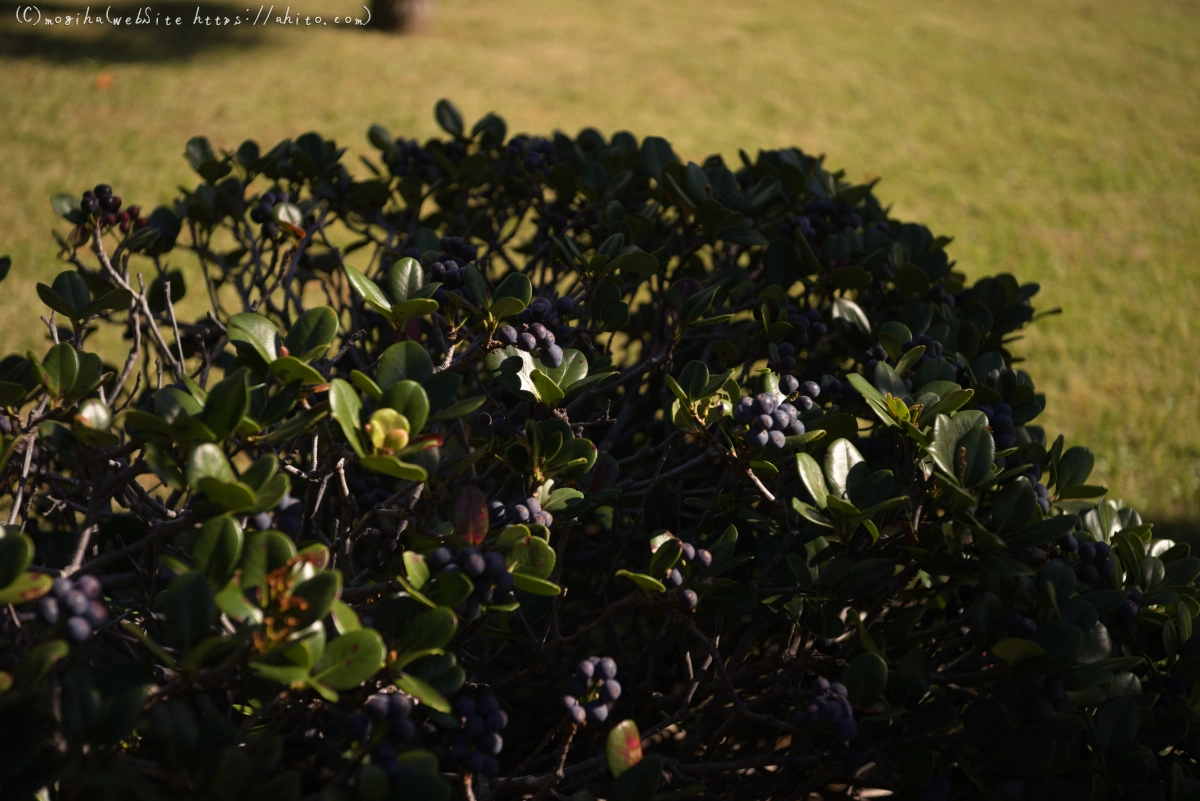 旧芝離宮恩賜庭園 - 21