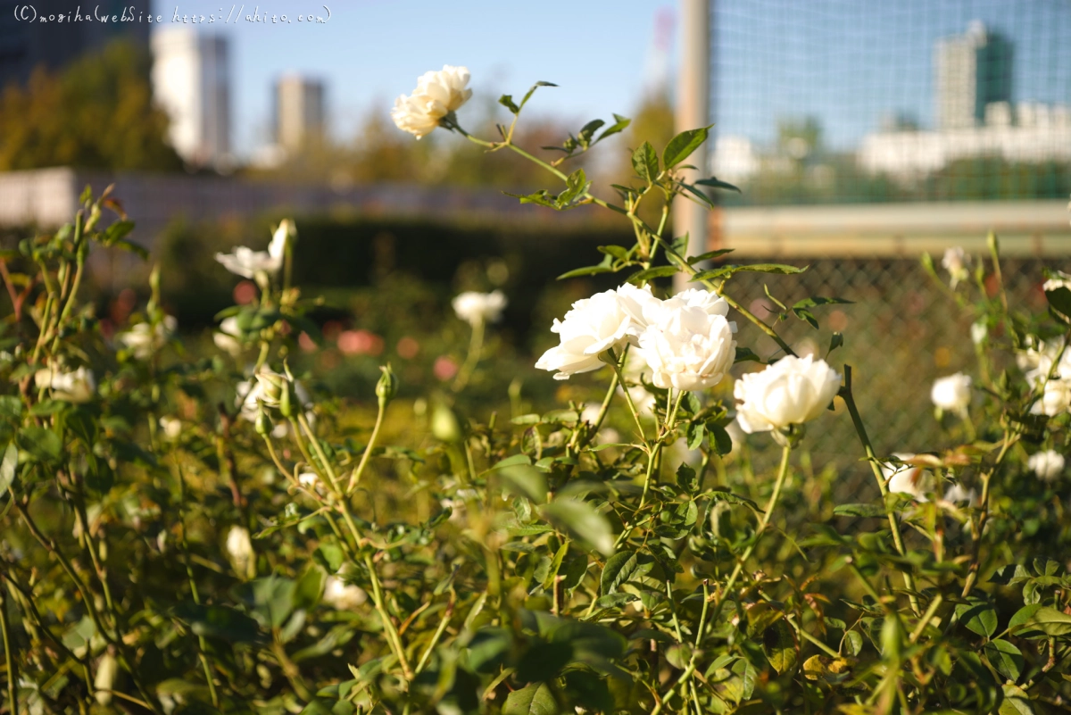 朝の薔薇、芝浦中央公園 - 01