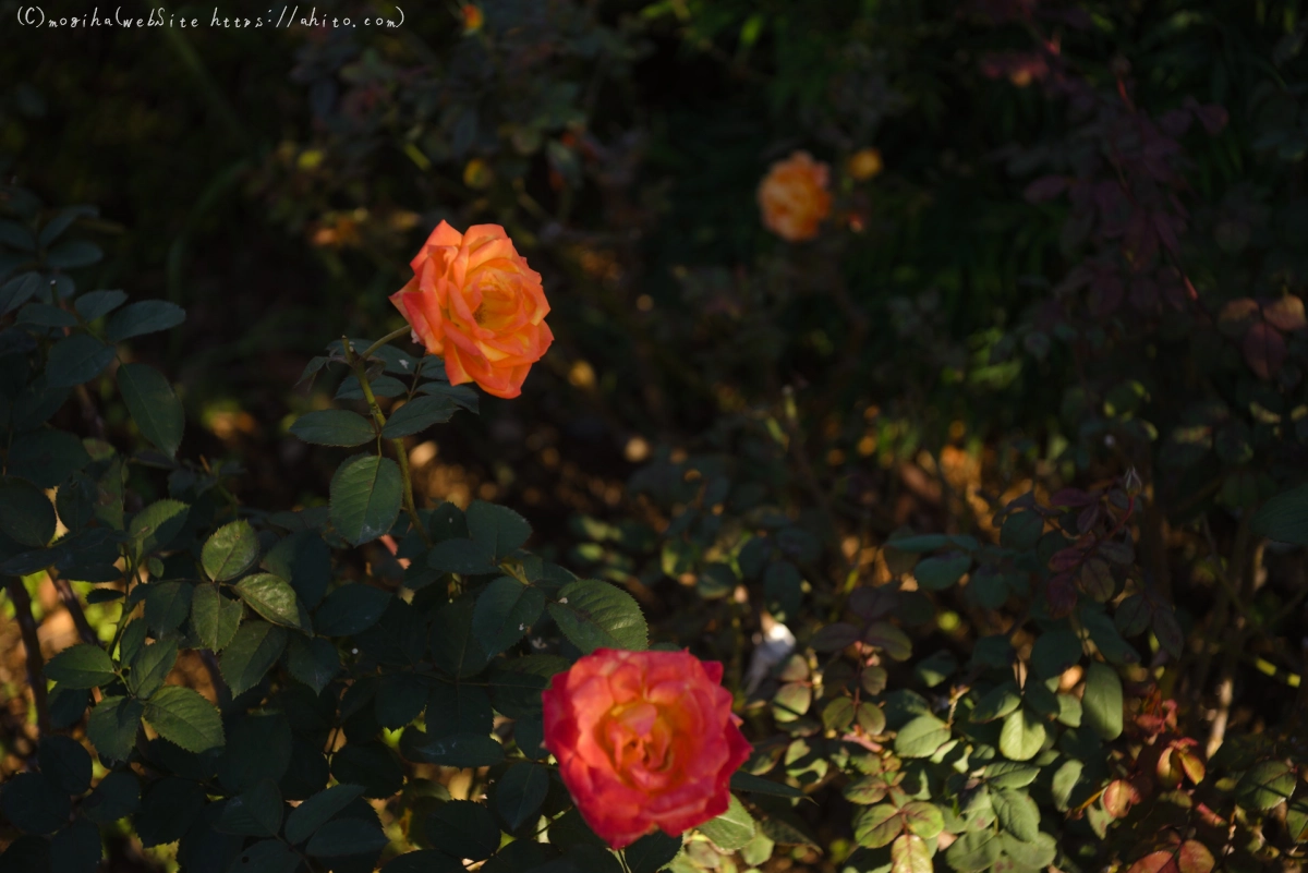 朝の薔薇、芝浦中央公園 - 02