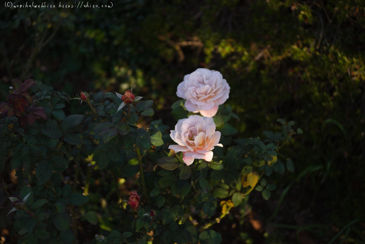 朝の薔薇、芝浦中央公園 - 03