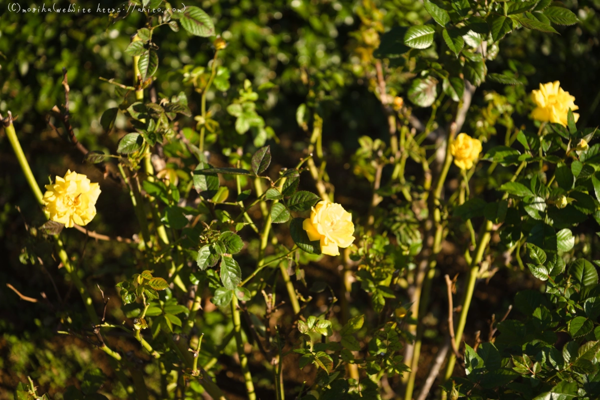 朝の薔薇、芝浦中央公園 - 04