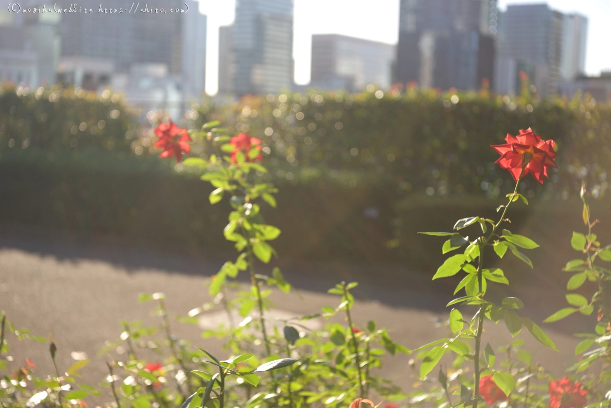 朝の薔薇、芝浦中央公園 - 05